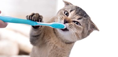 caring-for-your-pets-oral-hygiene-at-home-banner