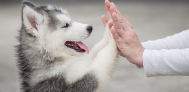 training-your-dog-101-tips-and-tricks-for-a-well-behaved-pup-banner