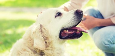 protecting-your-furry-friend-the-importance-of-heartworm-prevention-and-treatment-banner