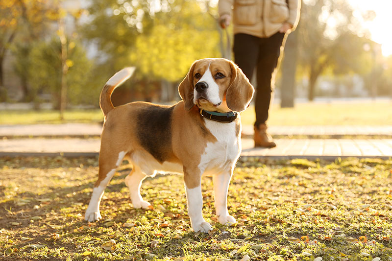 protecting-your-furry-friend-the-importance-of-heartworm-prevention-and-treatment-strip4