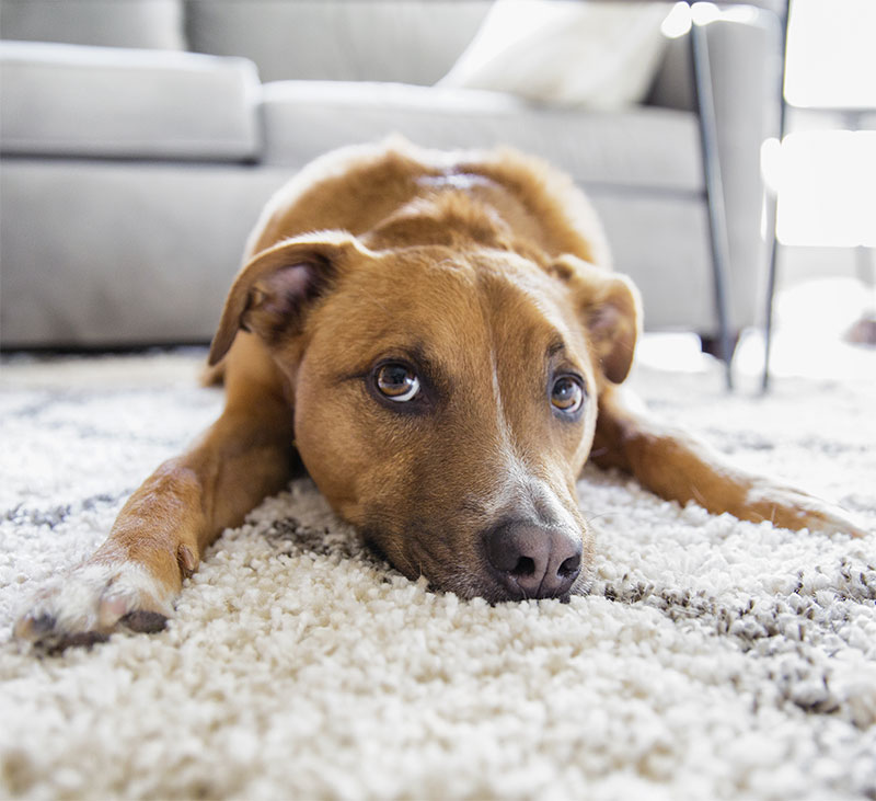 celebrating-national-rescue-dog-day-honoring-our-four-legged-companions-strip3