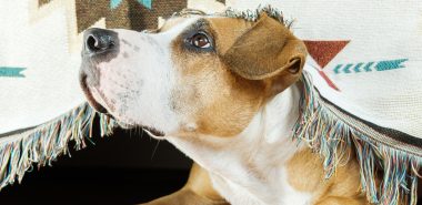 understanding-pet-anxiety-treatment-options-your-pets-emotional-well-being-matters-banner