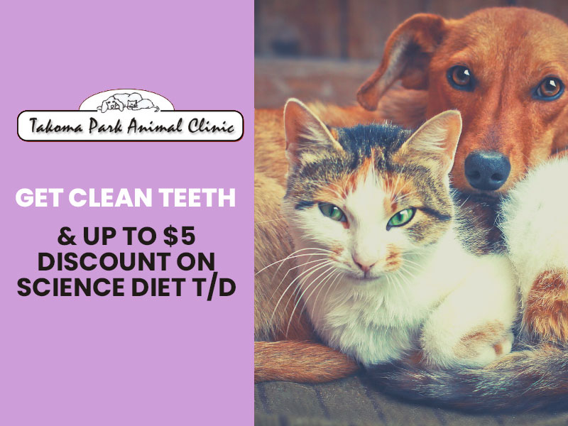 Takoma_Park_Dental_Month_Promos_4-1