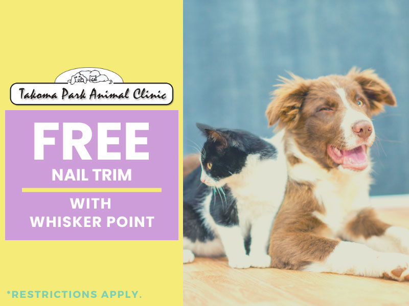 Takoma_Park_Dental_Month_Promos_5